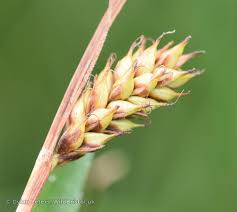 Attēlu rezultāti vaicājumam “Carex hostiana”