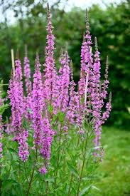 Image result for Blutweiderich