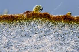 Attēlu rezultāti vaicājumam “Leptogium saturninum”