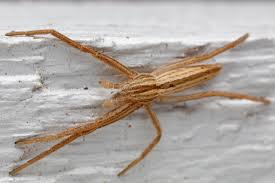 Attēlu rezultāti vaicājumam “Tibellus oblongus”