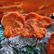 Attēlu rezultāti vaicājumam “Pycnoporus cinnabarinus”