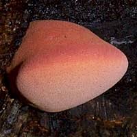 Attēlu rezultāti vaicājumam “Fistulina hepatica”