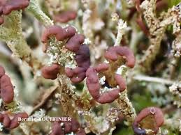 Attēlu rezultāti vaicājumam “Cladonia ramulosa”