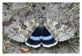 Attēlu rezultāti vaicājumam “Catocala fraxini”