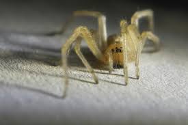 Attēlu rezultāti vaicājumam “Cheiracanthium sp. male”