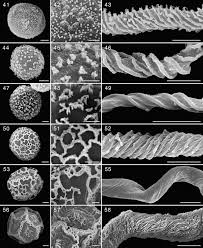 Attēlu rezultāti vaicājumam “Dianema depressum spores”