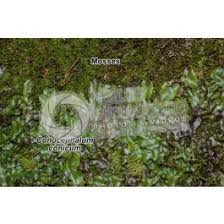 Attēlu rezultāti vaicājumam “Conocephalum conicum”