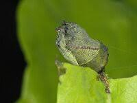 Attēlu rezultāti vaicājumam “Attelabus nitens”