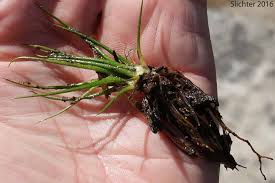 Attēlu rezultāti vaicājumam “Isoetes lacustris leaf”