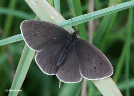 Attēlu rezultāti vaicājumam “Aphantopus hyperantus upperside”