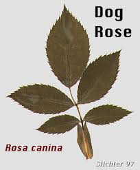 Attēlu rezultāti vaicājumam “Rosa subcanina leaf”