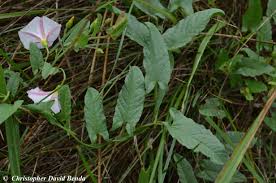 Attēlu rezultāti vaicājumam “Convolvulus arvensis flower”