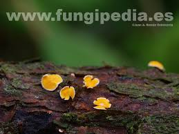 Attēlu rezultāti vaicājumam “Lachnellula willkommii”