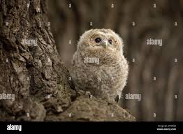 Attēlu rezultāti vaicājumam “Strix aluco juvenile”