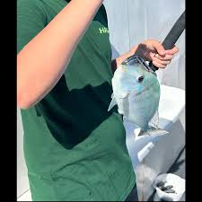 Image result for Calamus nodosus