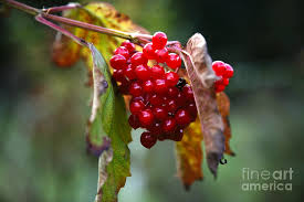 Attēlu rezultāti vaicājumam “Viburnum opulus fruit”