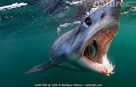 Image result for Isurus oxyrinchus