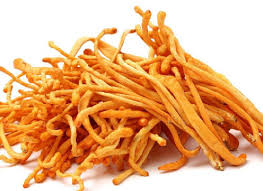 Attēlu rezultāti vaicājumam “Cordyceps militaris”