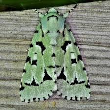 Attēlu rezultāti vaicājumam “Dichrorampha simpliciana”