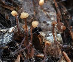 Attēlu rezultāti vaicājumam “Heyderia abietis”