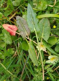 Attēlu rezultāti vaicājumam “Rumex acetosa leaf”