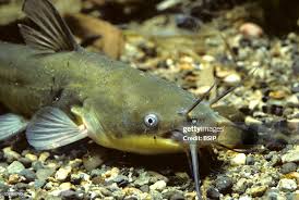 Image result for Ameiurus melas