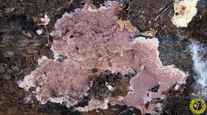 Attēlu rezultāti vaicājumam “Ceriporia excelsa”