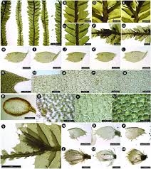 Attēlu rezultāti vaicājumam “Jungermanniopsida”