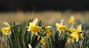 Attēlu rezultāti vaicājumam “Narcissus leaf”