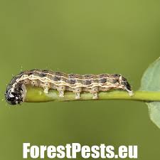 Attēlu rezultāti vaicājumam “Orthosia larvae”