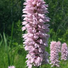 Attēlu rezultāti vaicājumam “Bistorta major”