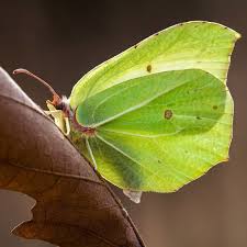 Attēlu rezultāti vaicājumam “Gonepteryx rhamni”