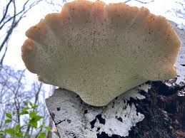 Attēlu rezultāti vaicājumam “Ascotremella faginea”