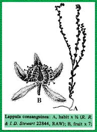 Attēlu rezultāti vaicājumam “Boraginaceae”