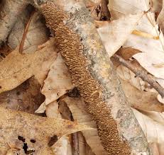 Attēlu rezultāti vaicājumam “Enteridium olivaceum macro”