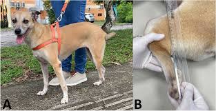 Attēlu rezultāti vaicājumam “Canis lupus familiaris”