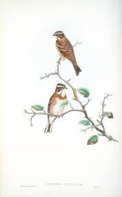 Image result for Emberiza rustica