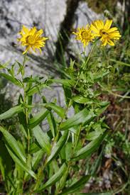 Image result for Buphthalmum salicifolium