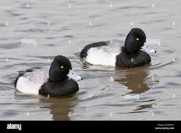 Image result for Aythya affinis