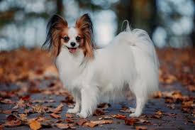 Image result for papillon