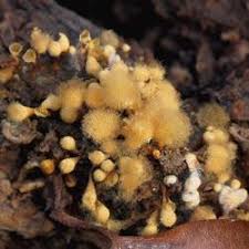 Attēlu rezultāti vaicājumam “Hemitrichia leiotricha”