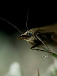 Attēlu rezultāti vaicājumam “Chrysoteuchia culmella”