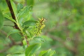 Attēlu rezultāti vaicājumam “Salix myrsinifolia female flower”