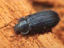 Attēlu rezultāti vaicājumam “Grynocharis oblonga”