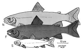 Image result for Salvelinus alpinus taranetzi