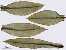 Attēlu rezultāti vaicājumam “Mnium lycopodioides”