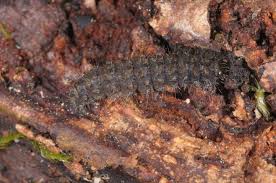 Attēlu rezultāti vaicājumam “Pelosia muscerda”