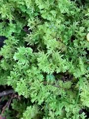 Attēlu rezultāti vaicājumam “Trichocolea tomentella sporophyte”