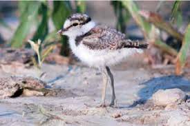 Attēlu rezultāti vaicājumam “Charadrius dubius adult”