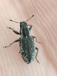 Attēlu rezultāti vaicājumam “Sitona sp.”